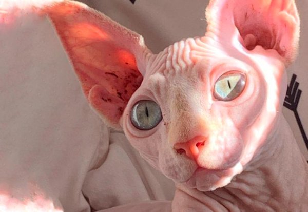 канадские сфинксы