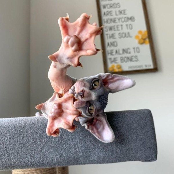 канадские сфинксы