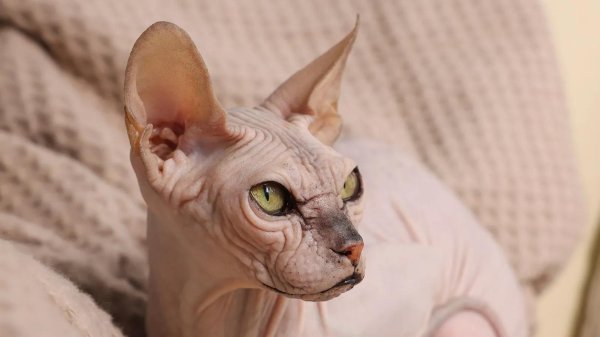 порода кошек сфинкс