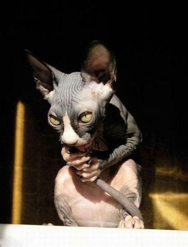 страшный кот