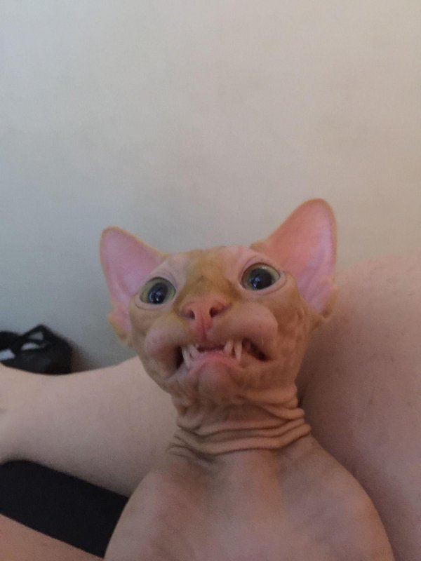 лысые кошки