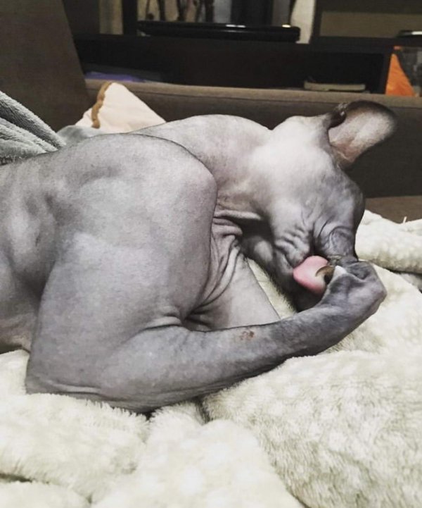 донские сфинксы