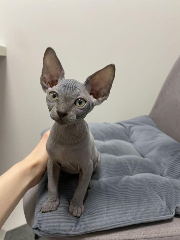 донской сфинкс окрас голубой