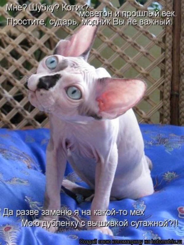 коты сфинксы