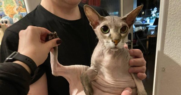 донские сфинксы