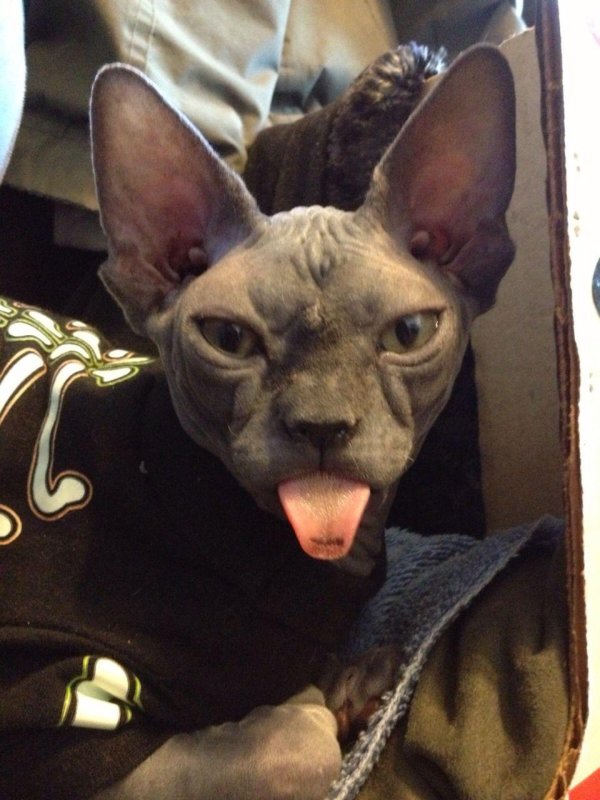 канадские сфинксы