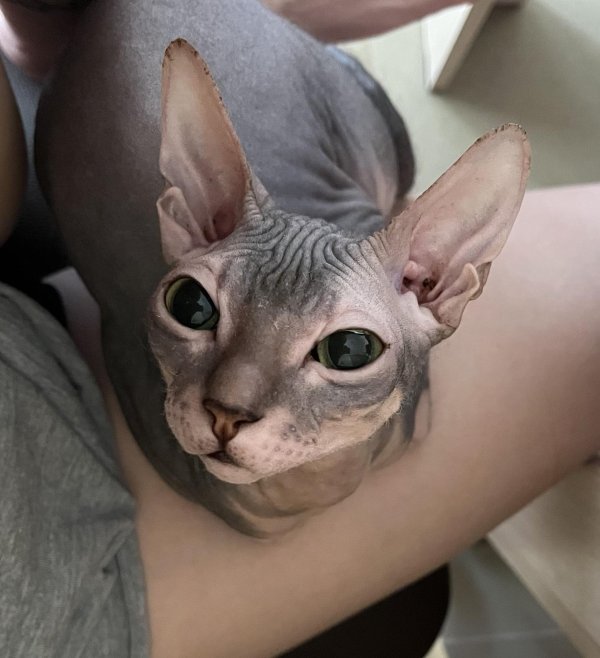 канадские сфинксы