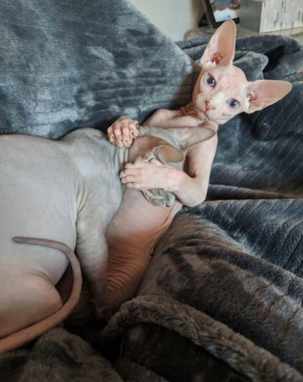 лысые коты сфинксы