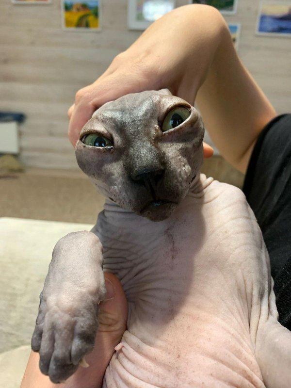 донские сфинксы