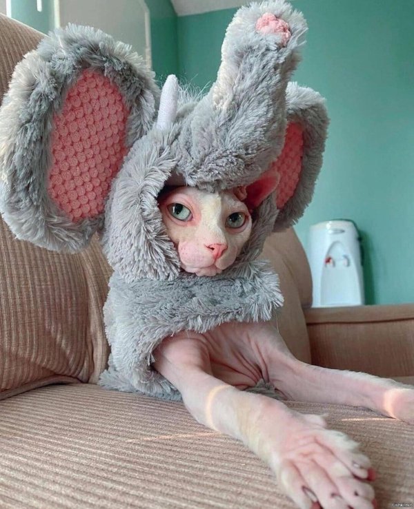 корниш рекс лысый