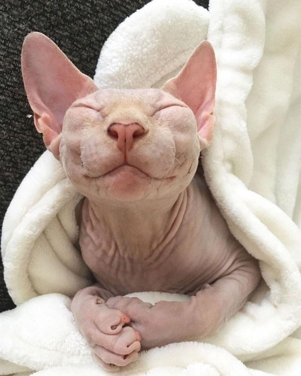 лысые коты сфинксы