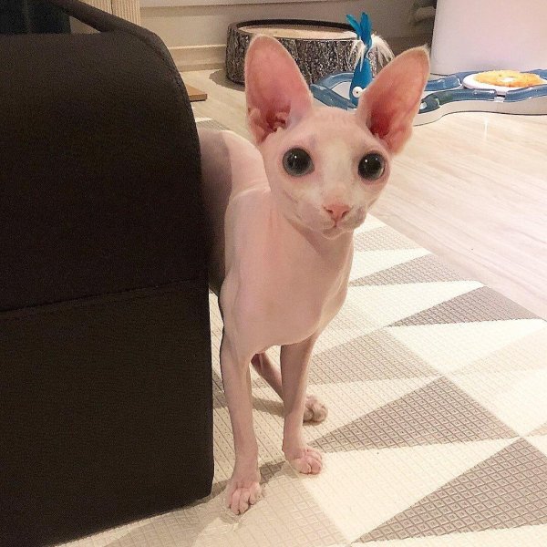 hairless cat sphynx cat