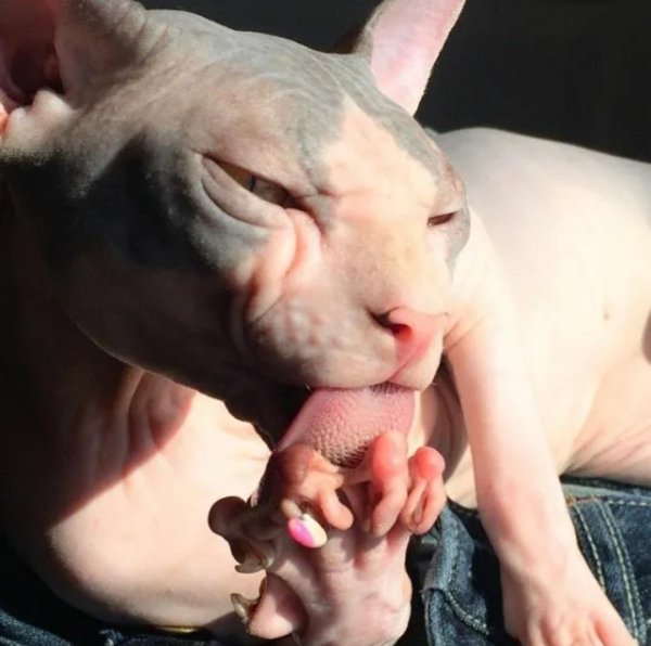 язык сфинкса