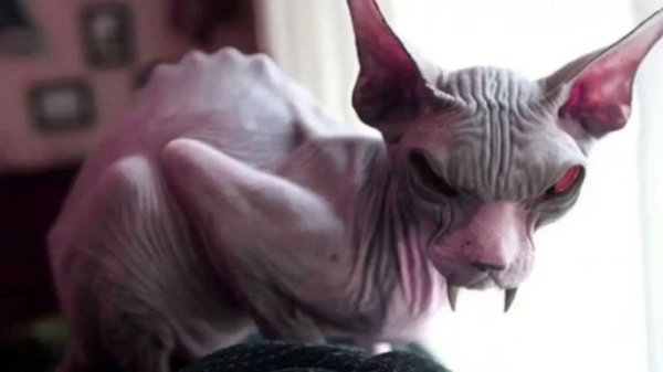 канадские сфинксы