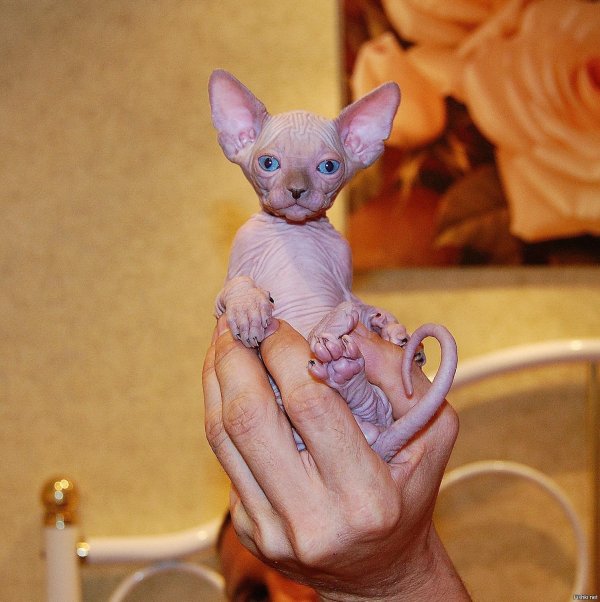 канадские сфинксы