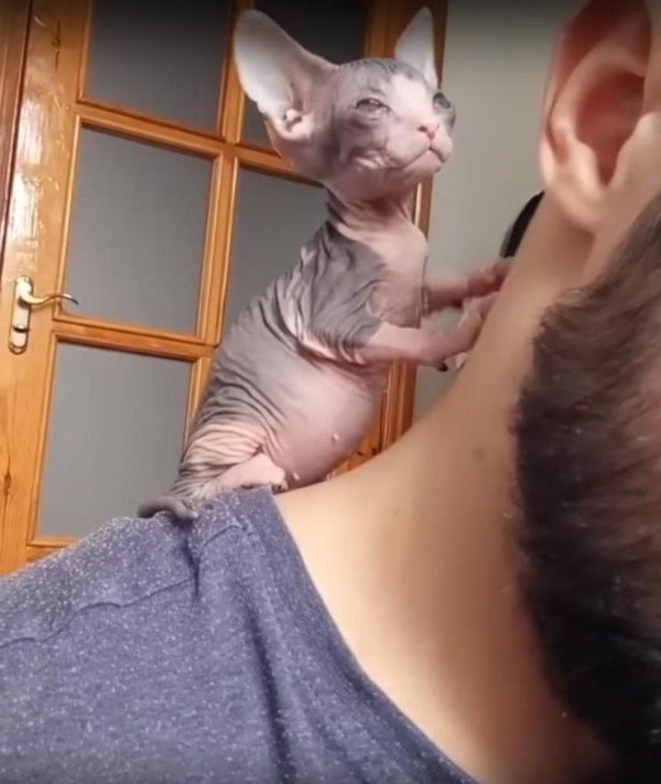 донские сфинксы