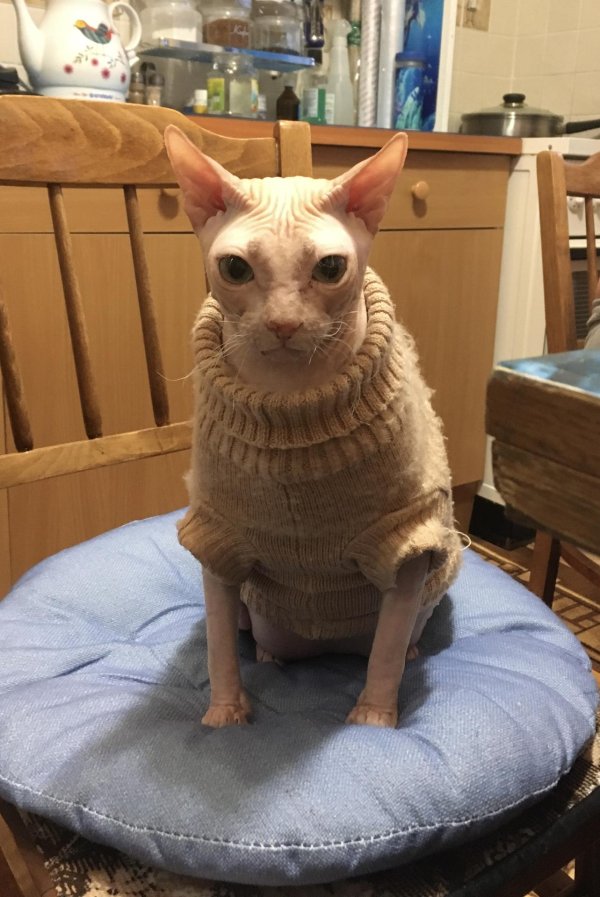 одежда для сфинксов