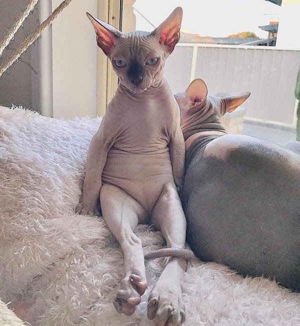 донские сфинксы