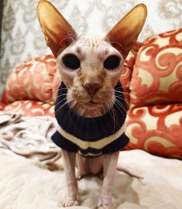 сфинкс смешной