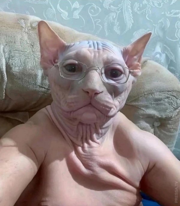 лысые коты сфинксы
