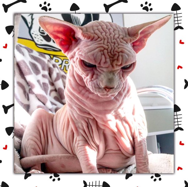Сфинкс кот