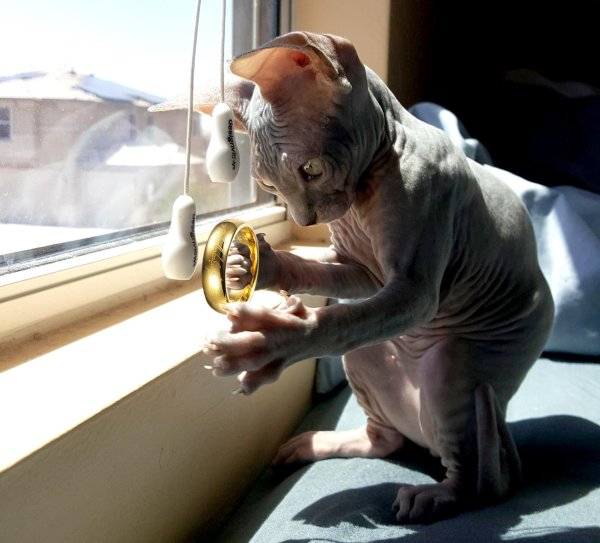 сфинкс смешной