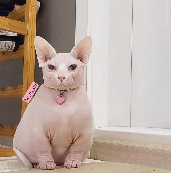 hairless cat sphynx cat