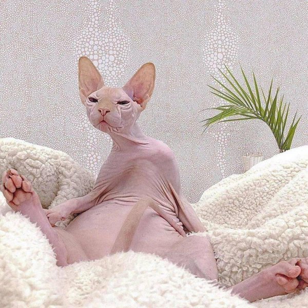 донские сфинксы