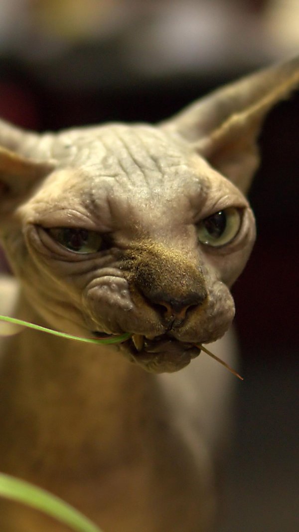 сфинкса кошка