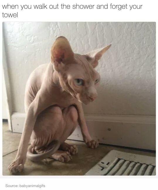 канадские сфинксы