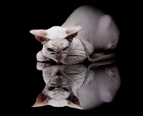 сфинкс порода кошек