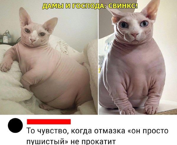 лысые коты