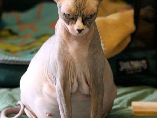 беременные сфинксы