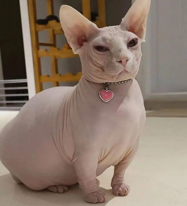 fat sphinx cat