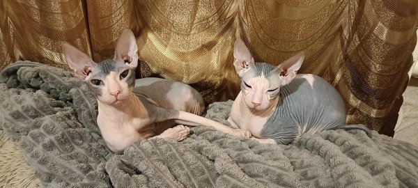 донские сфинксы