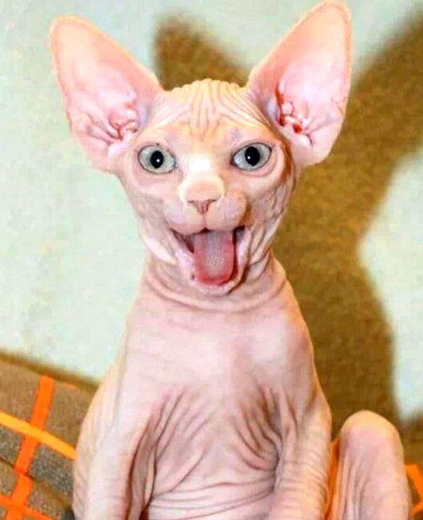 лысые кошки