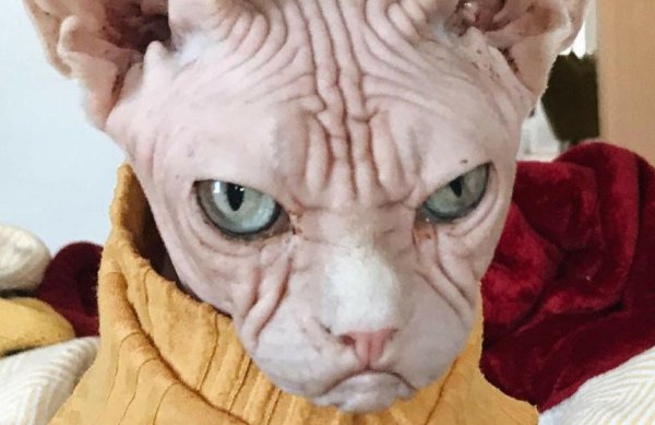 сфинкс локи