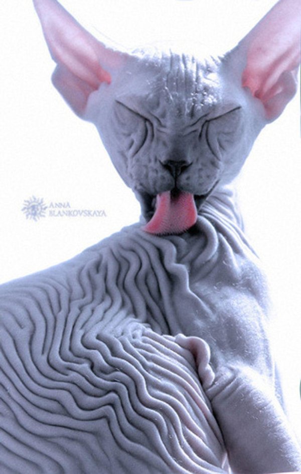 донские сфинксы