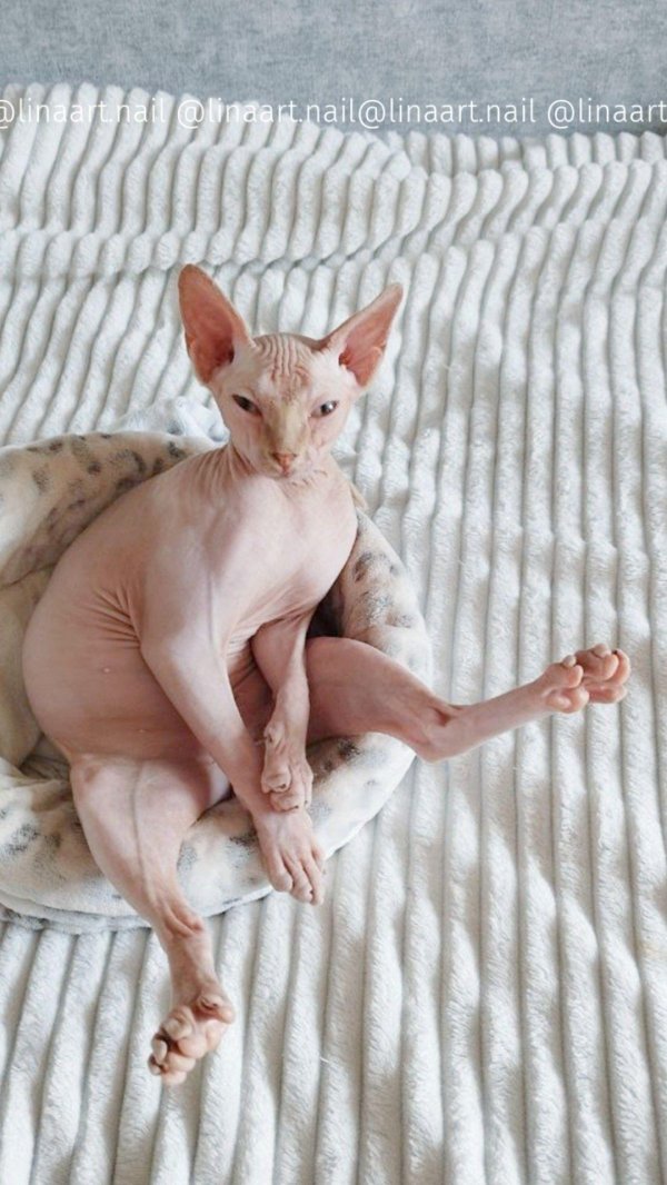 канадские сфинксы