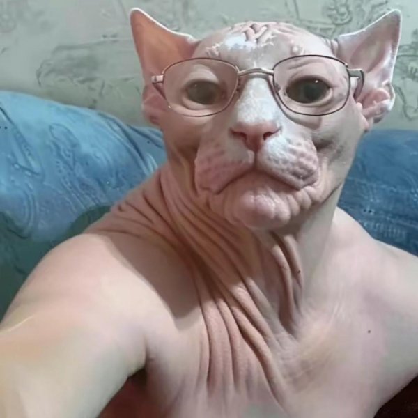 сфинкс смешной