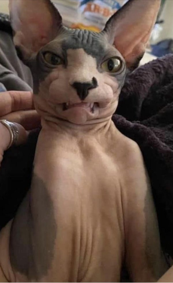 канадские сфинксы