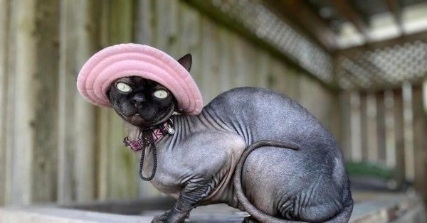 канадские сфинксы