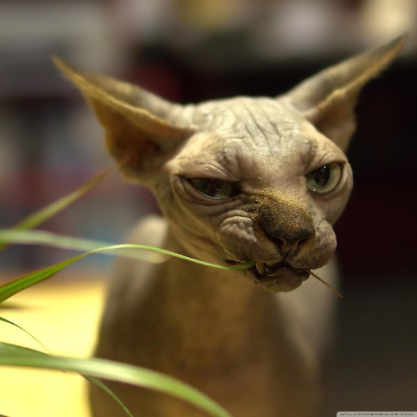 Сфинкс кот