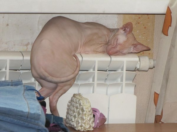 кот на батарее