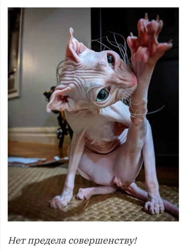 лысые кошки