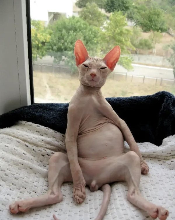 донской сфинкс корниш