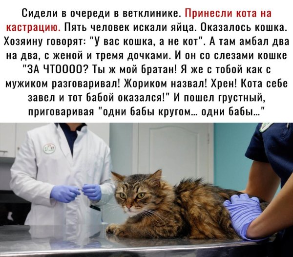 стерилизации кошки