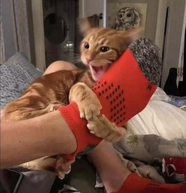 смешные фотографии котиков