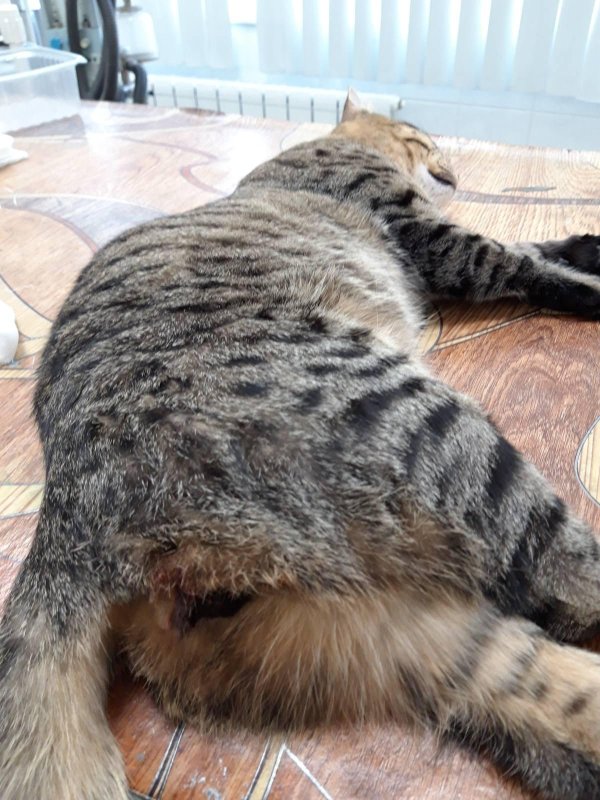 кастрированные коты