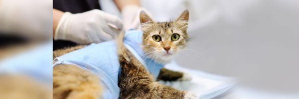 ветеринарная клиника